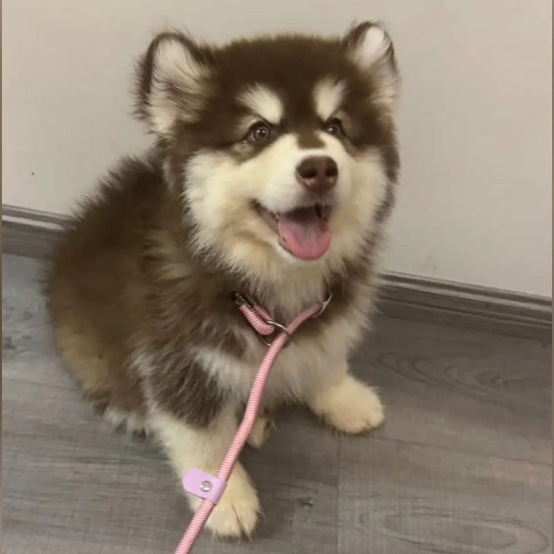 犬舍直销批发价格出售阿拉斯加雪橇犬